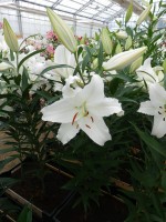 [4248 Nova Zenbla TL No01.JPG]